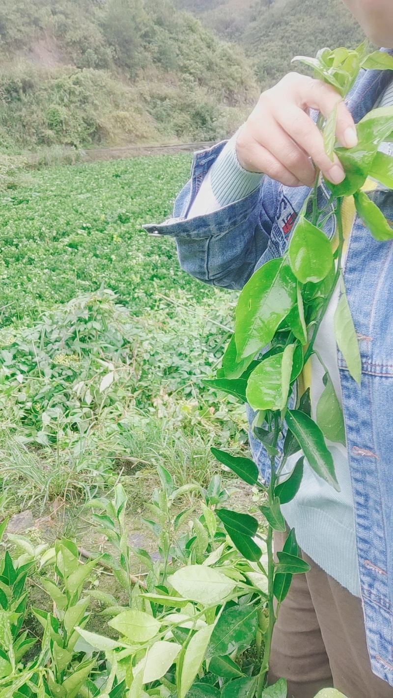 明日见苗场地直供，欢迎订购