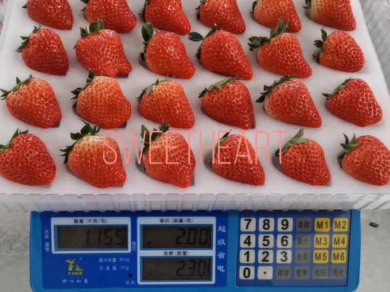 草莓99草莓红颜草莓东港草莓