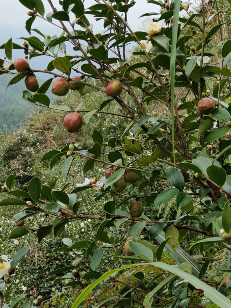 桂林市资源县两水乡绿色无公害山茶油纯手工制作
