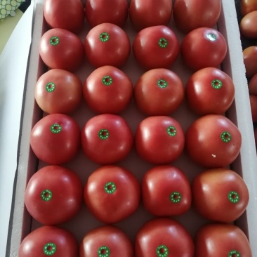 暖棚硬粉西红柿大量上市中……