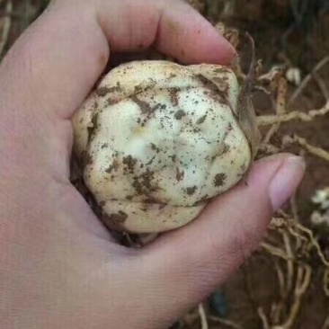 百合种球籽球药食同源扩繁快产量高可越冬独头