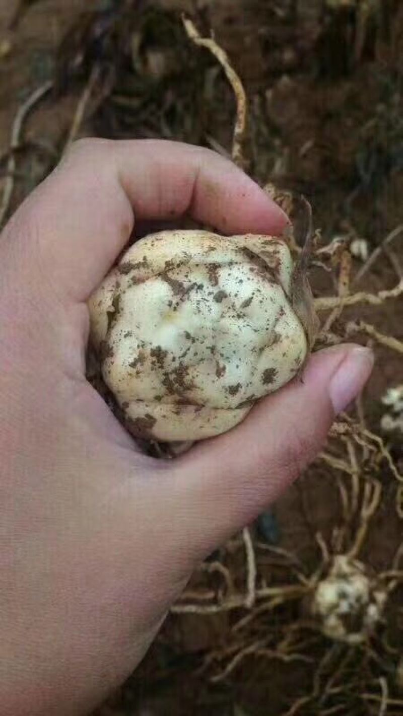 百合种球籽球药食同源扩繁快产量高可越冬独头