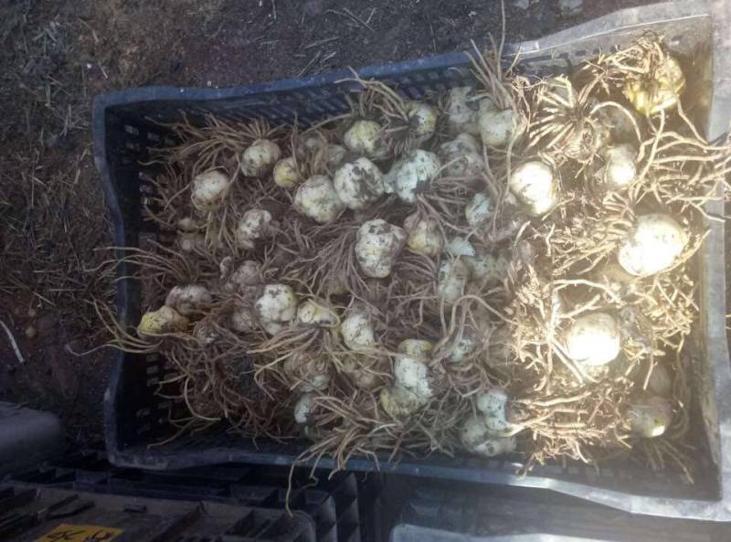 百合种球籽球药食同源扩繁快产量高可越冬独头