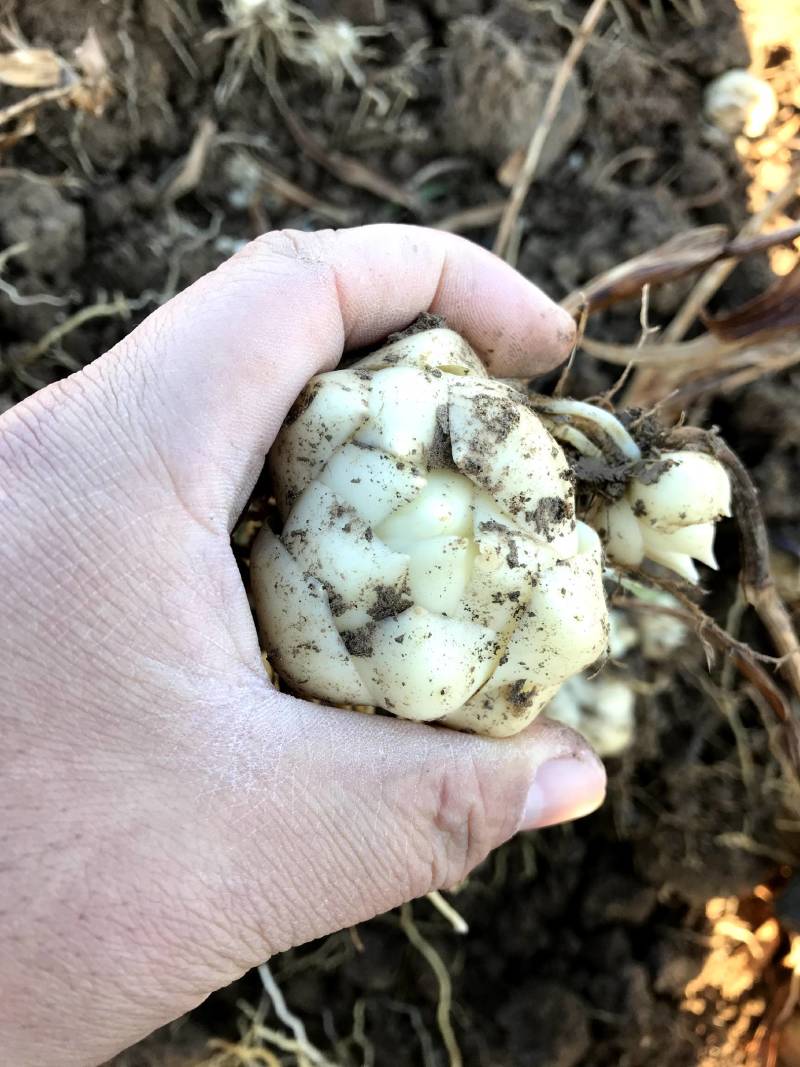 百合种球籽球药食同源扩繁快产量高可越冬独头