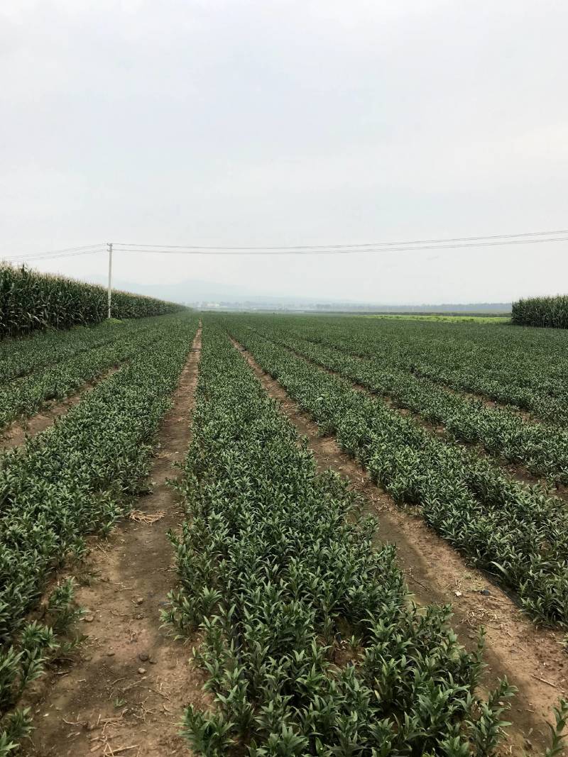 百合种球籽球药食同源扩繁快产量高可越冬独头