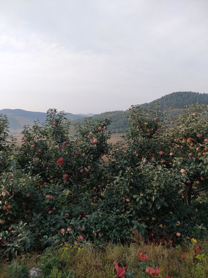 安山海城寒富苹果大量上市欢迎各地采购商前来订货