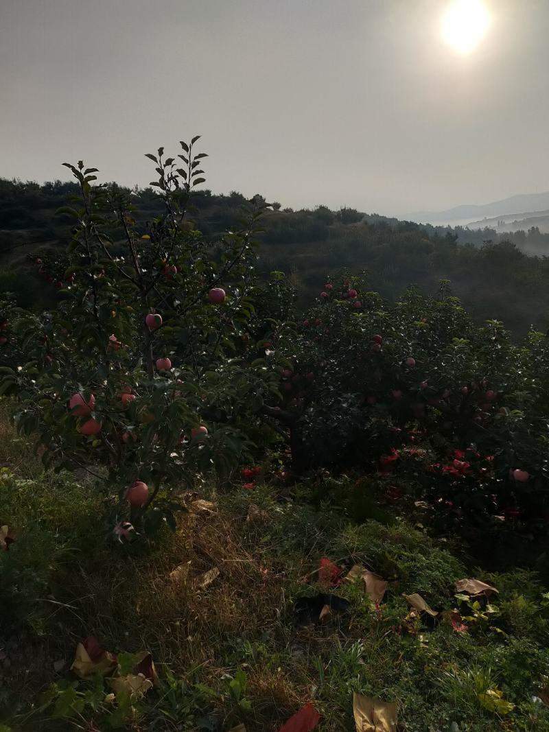 安山海城寒富苹果大量上市欢迎各地采购商前来订货