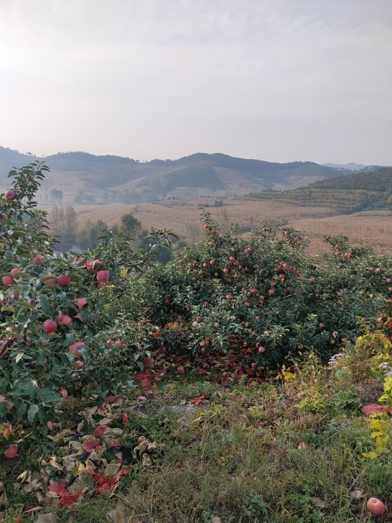 安山海城寒富苹果大量上市欢迎各地采购商前来订货