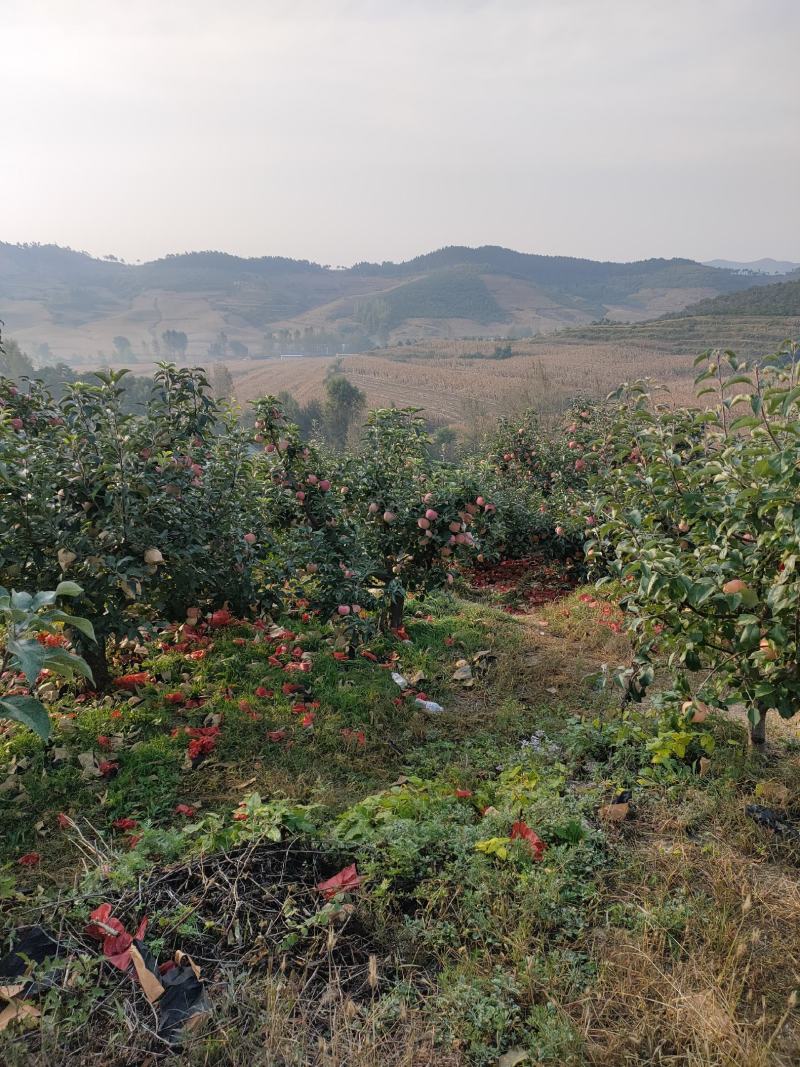 安山海城寒富苹果大量上市欢迎各地采购商前来订货