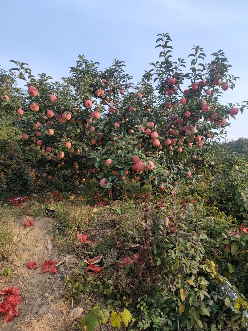 安山海城寒富苹果大量上市欢迎各地采购商前来订货