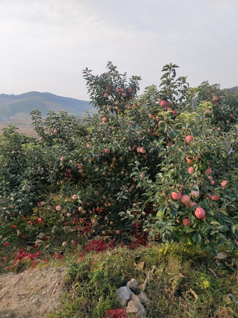 安山海城寒富苹果大量上市欢迎各地采购商前来订货