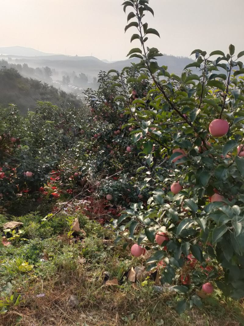 安山海城寒富苹果大量上市欢迎各地采购商前来订货