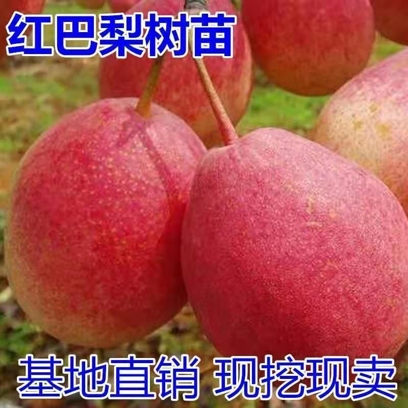 红巴梨树苗，保证品种，可签合同，包成活率