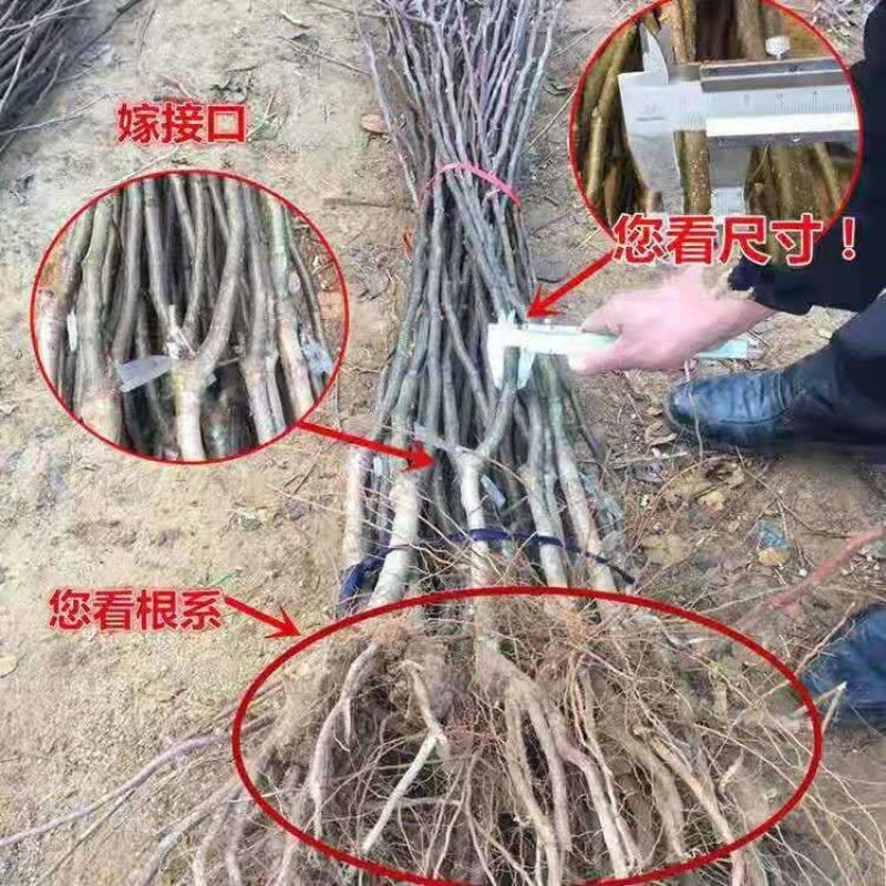 红巴梨树苗，保证品种，可签合同，包成活率