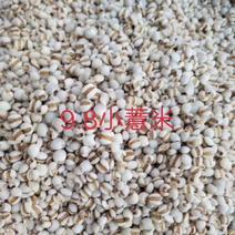 贵州98小薏小米，大薏米大量供应批零兼营不好包退包运费