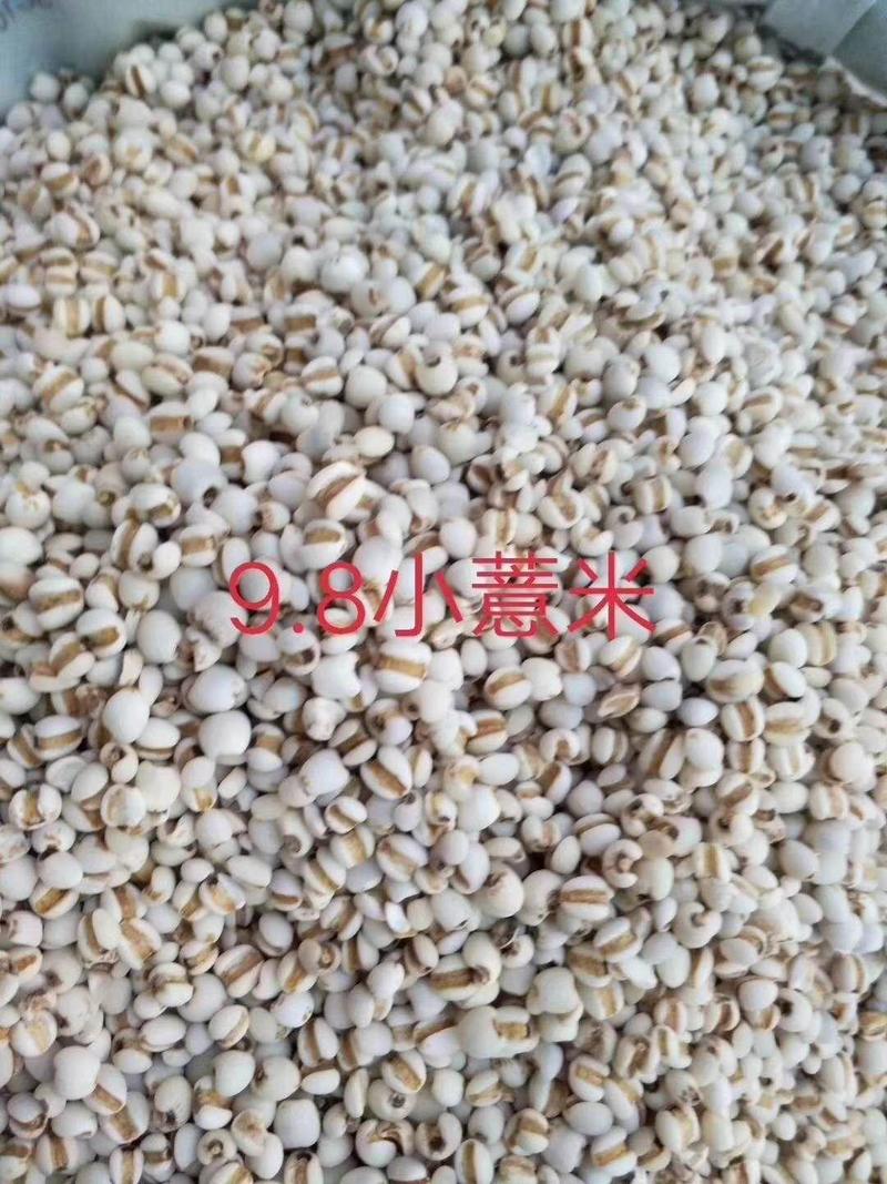 贵州98小薏小米，大薏米大量供应批零兼营不好包退包运费