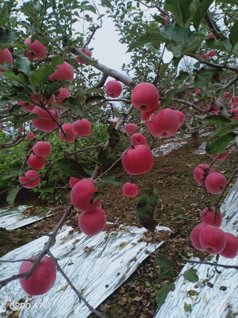 庆阳苹果，红遍全国。欢迎订购！