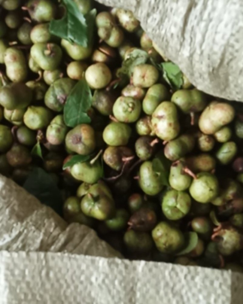 茶叶籽河南信阳毛尖茶叶籽绿茶种子茶叶种子