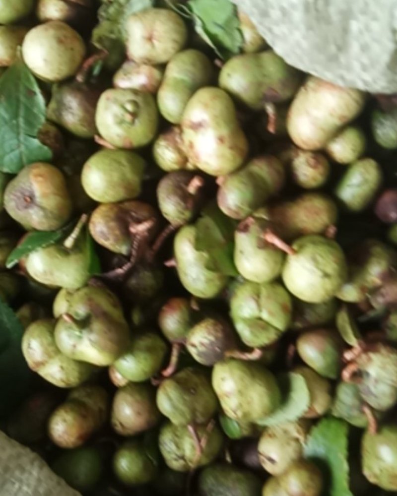 茶叶籽河南信阳毛尖茶叶籽绿茶种子茶叶种子