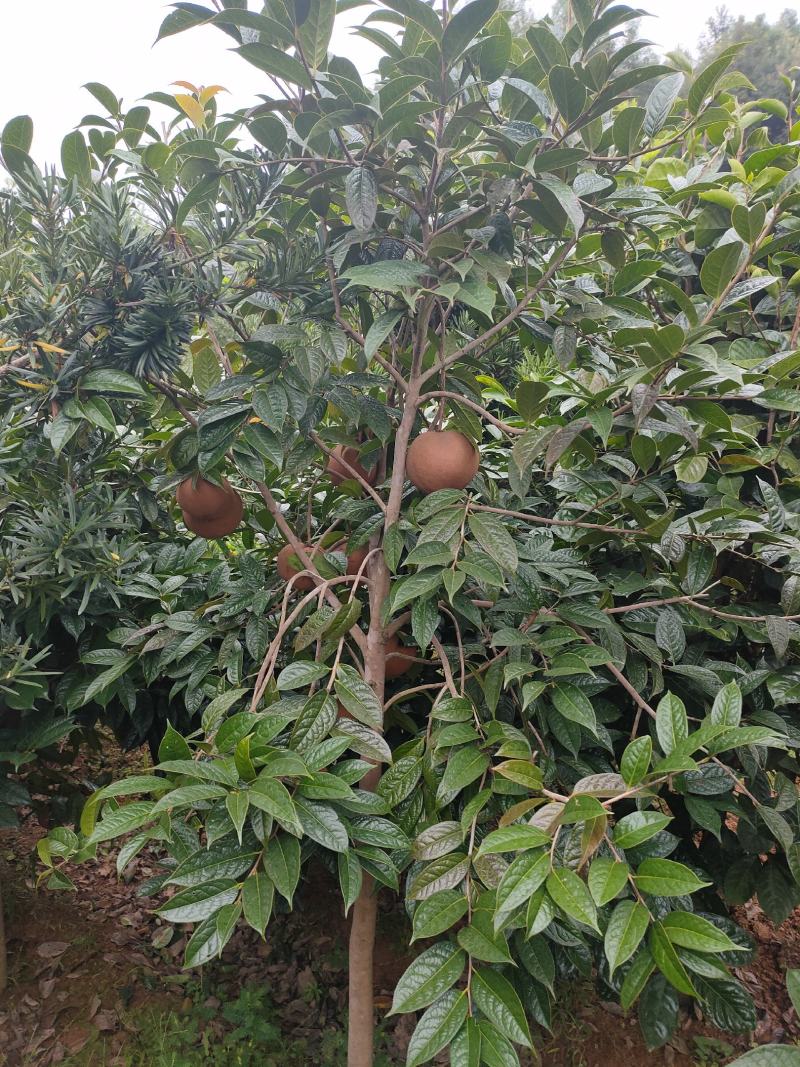 红花油大果油茶园林绿化工程用苗常绿植物