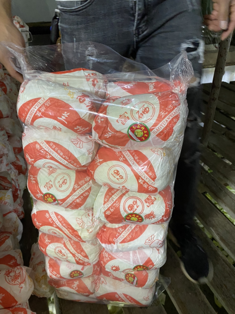 精品娃娃菜，精品大娃。