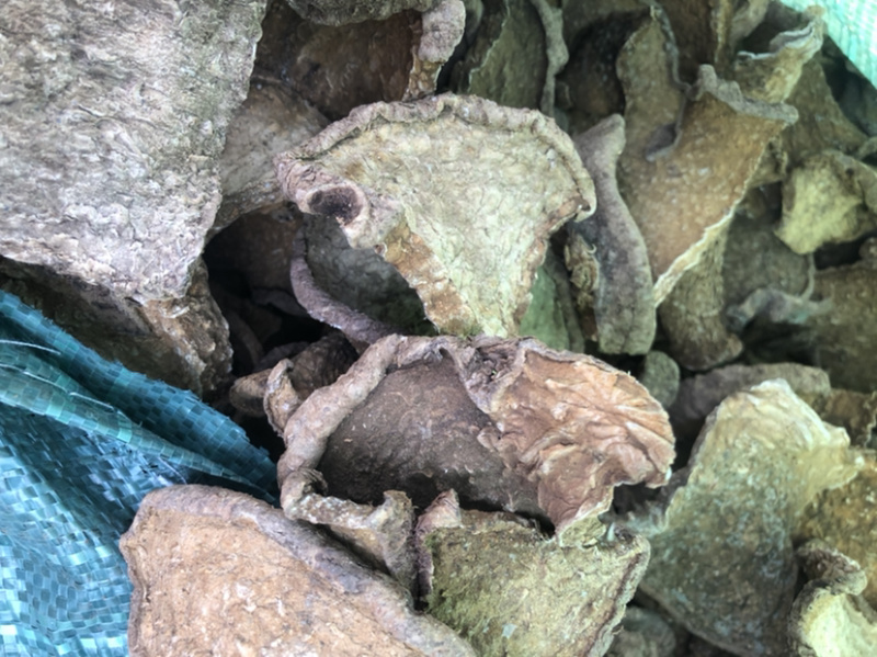 云南产地直供山乌龟地不容