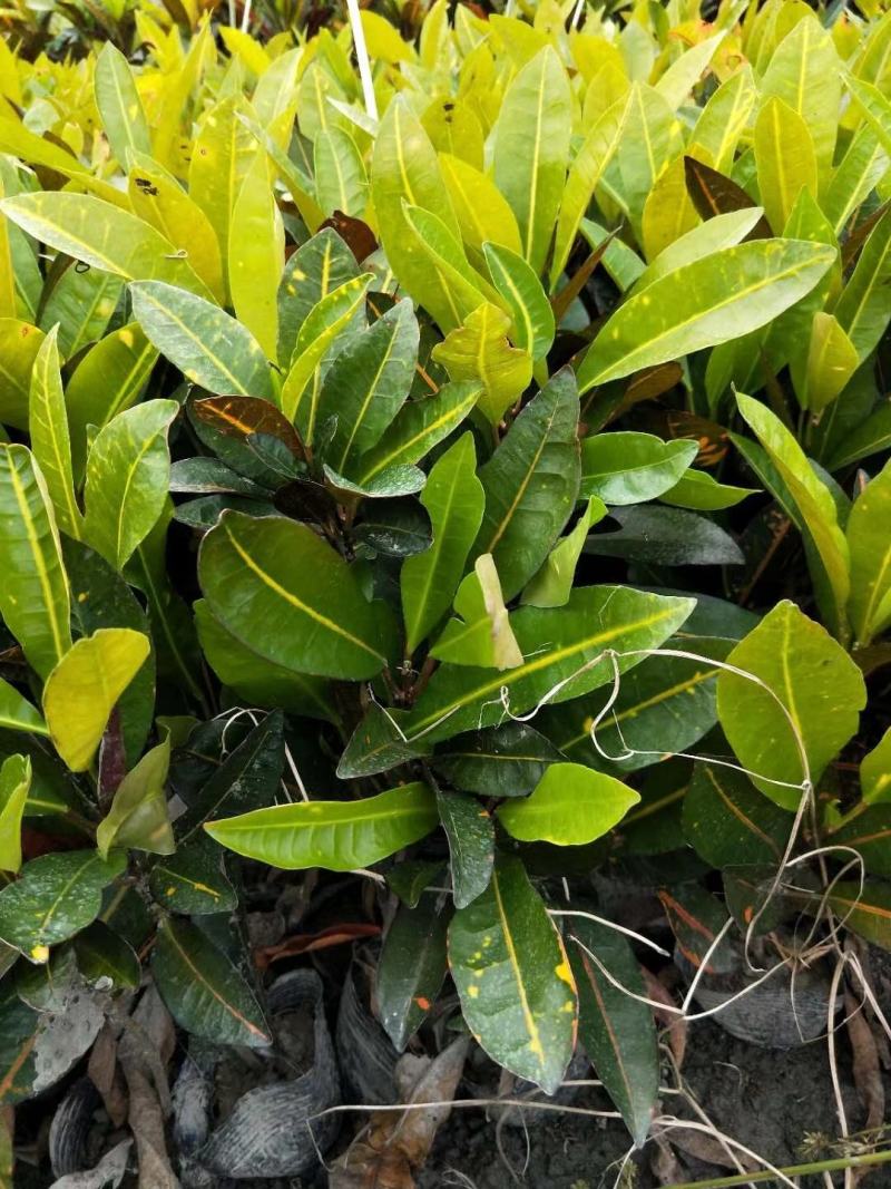 基地直销精品变叶木，量大从优，欢迎选购，保质保量