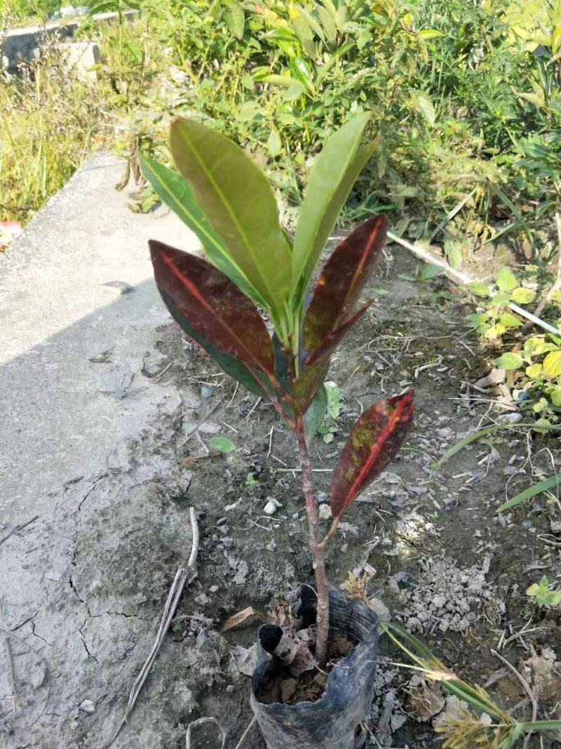 基地直销精品变叶木，量大从优，欢迎选购，保质保量