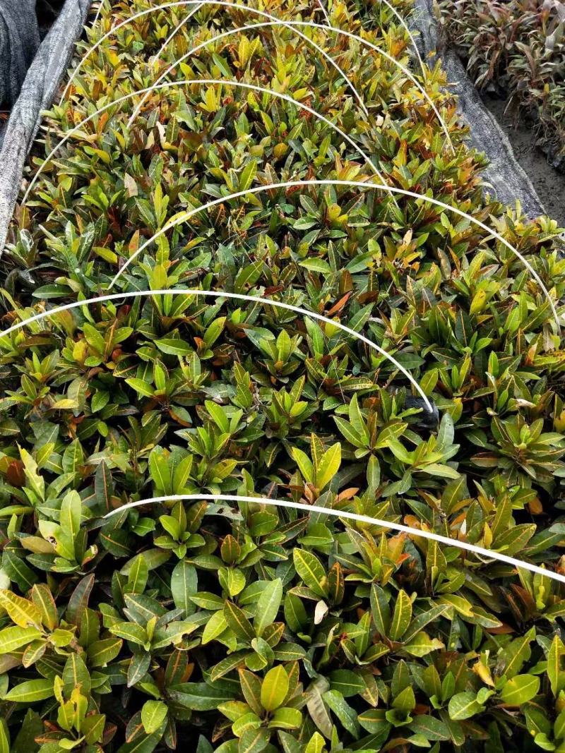 基地直销精品变叶木，量大从优，欢迎选购，保质保量