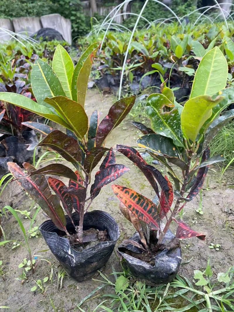 基地直销精品变叶木，量大从优，欢迎选购，保质保量