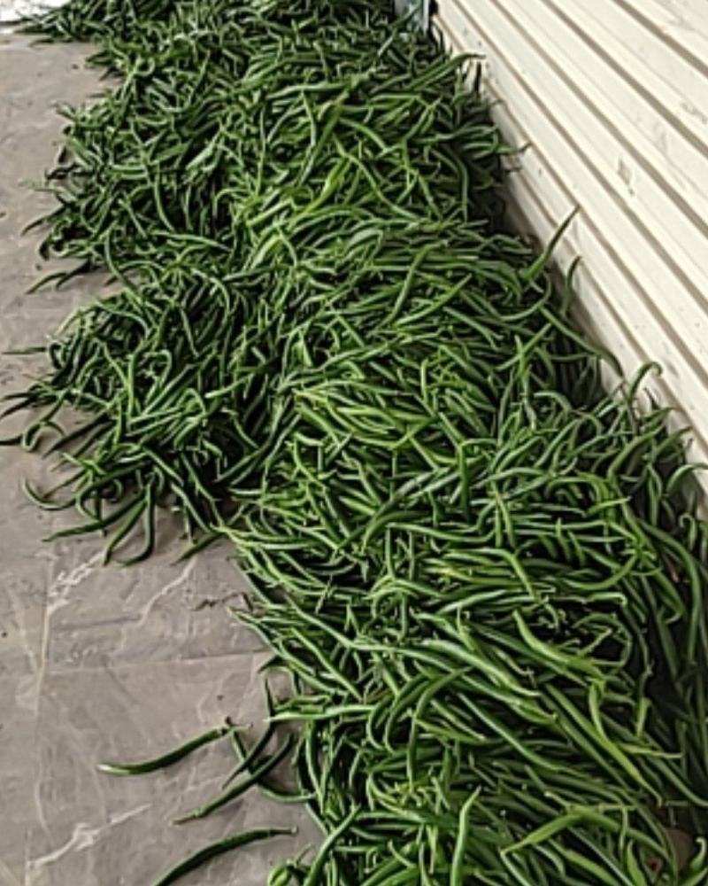 优质精品黑皮线椒，价格美丽大量走保证质量