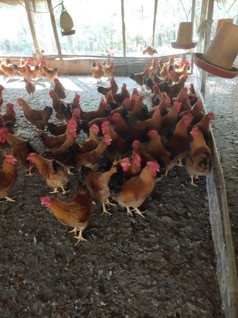 广西兴业县优质土杂生公，全部散养