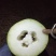 长白条冬瓜种子精挑良种