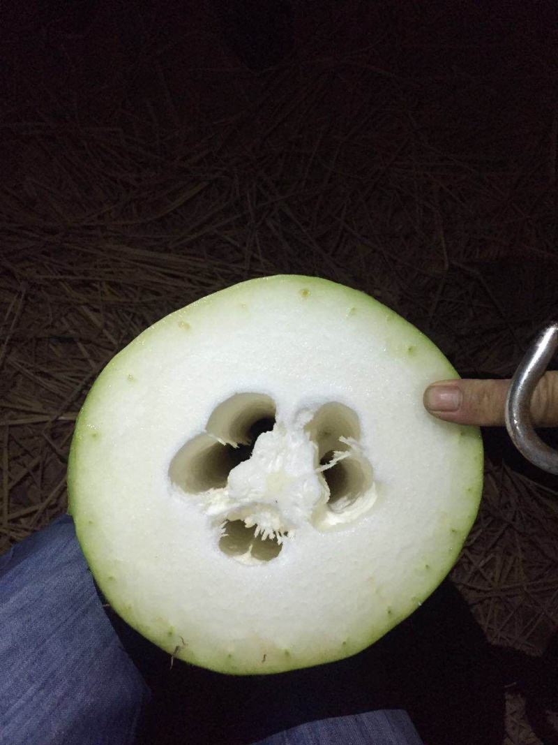 长白条冬瓜种子精挑良种