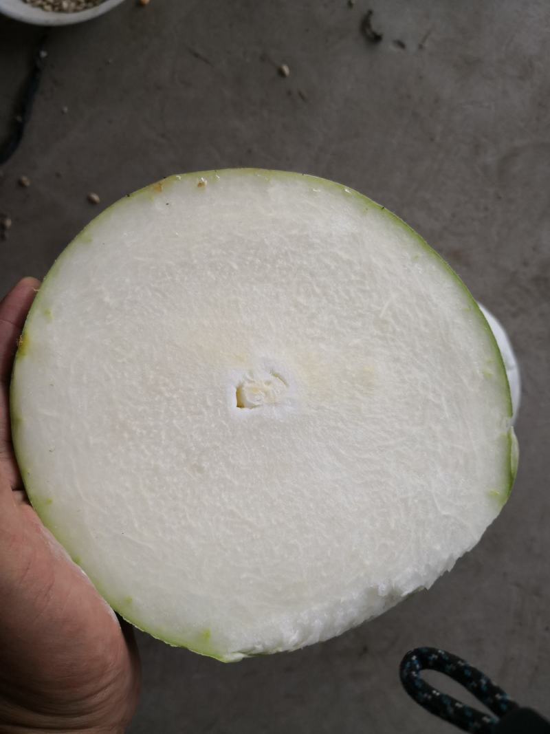 长白条冬瓜种子精挑良种