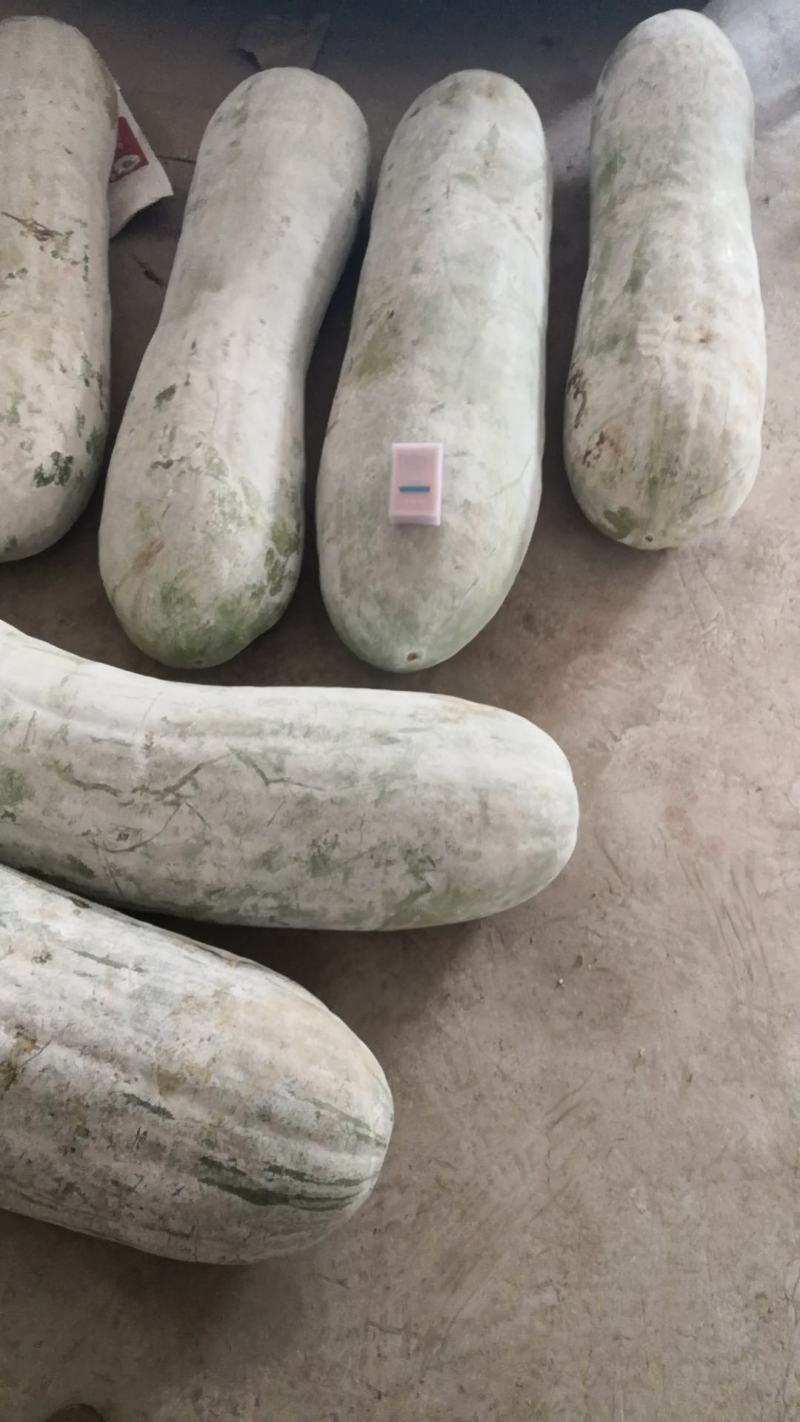 长白条冬瓜种子精挑良种