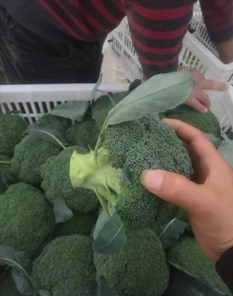 绿江南西兰花，十万亩花菜产地，咨询合作，欢迎采购实地考察
