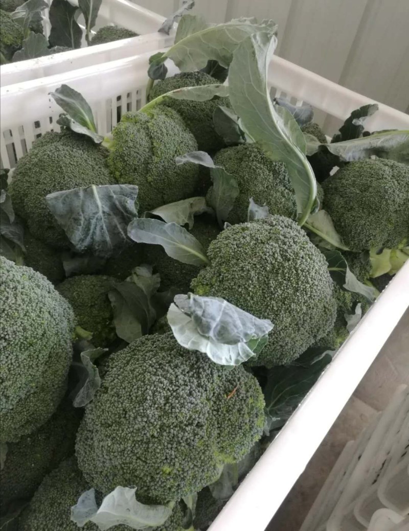 绿江南西兰花，十万亩花菜产地，咨询合作，欢迎采购实地考察