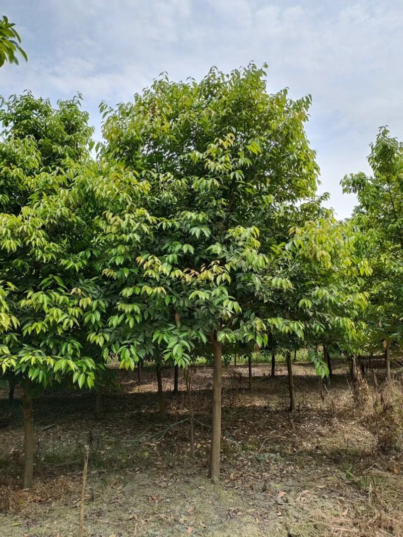 高杆天竺桂骨架天竺桂大小规格齐全基地供应