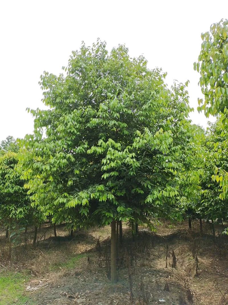 高杆天竺桂骨架天竺桂大小规格齐全基地供应