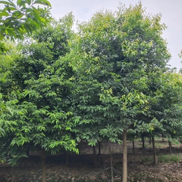 高杆天竺桂骨架天竺桂大小规格齐全基地供应