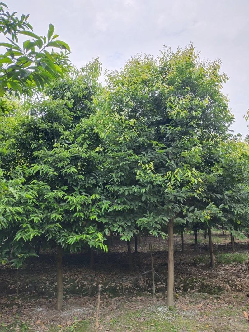 高杆天竺桂骨架天竺桂大小规格齐全基地供应