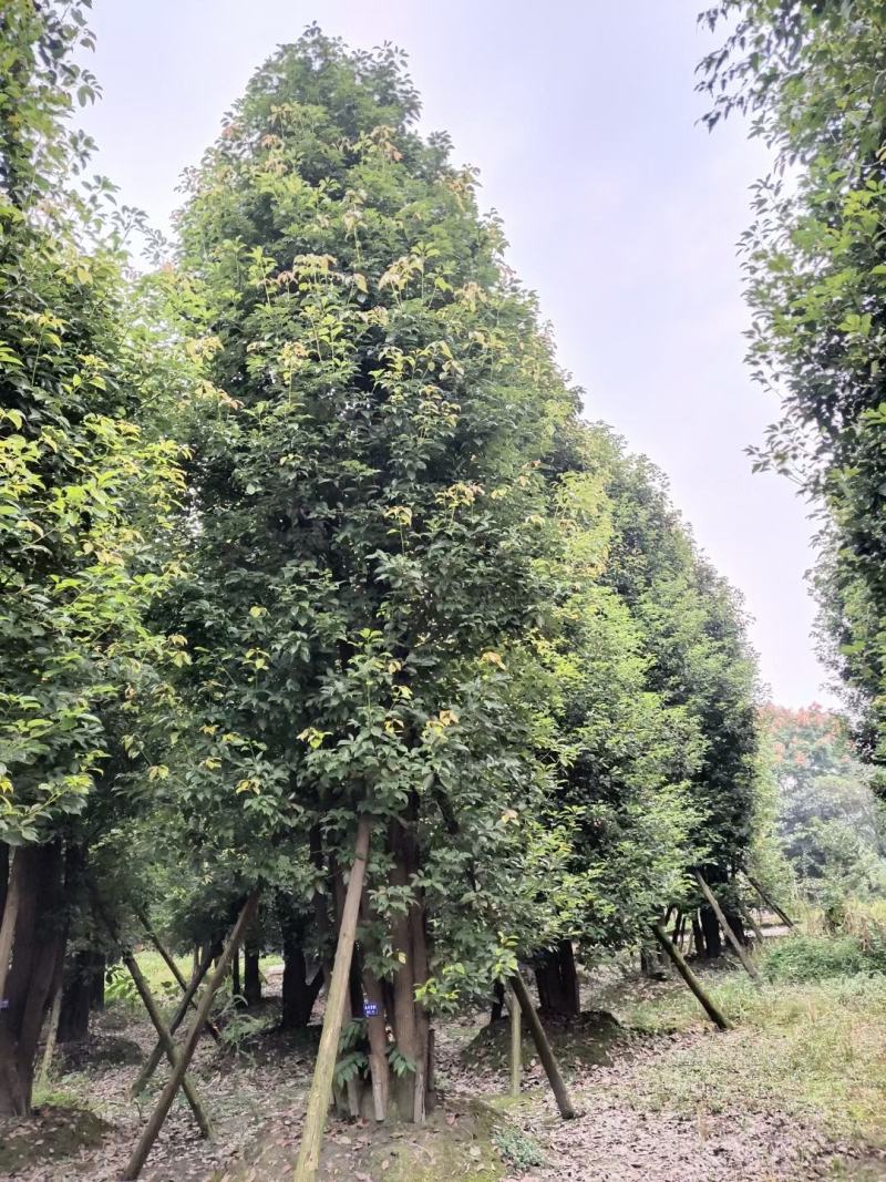 高杆天竺桂骨架天竺桂大小规格齐全基地供应