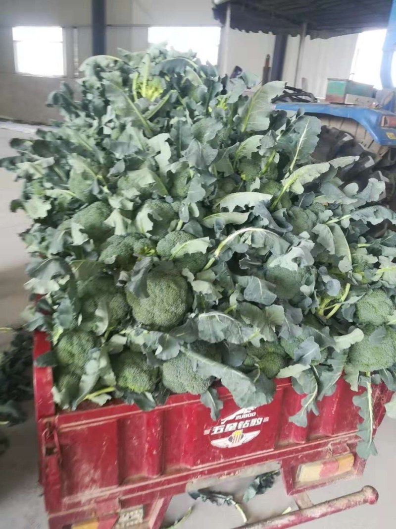 绿江南西兰花，十万亩花菜产地，咨询合作，欢迎采购实地考察