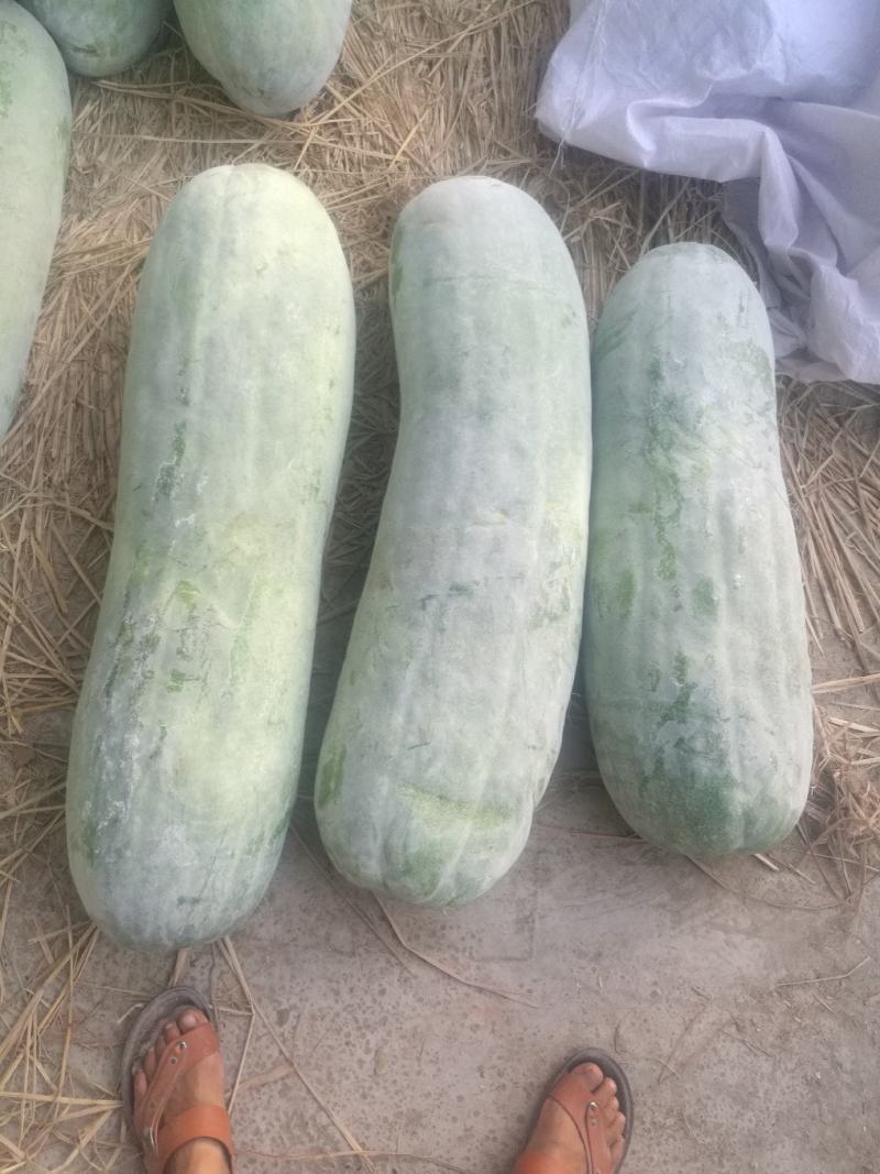 长白条冬瓜种子精挑良种