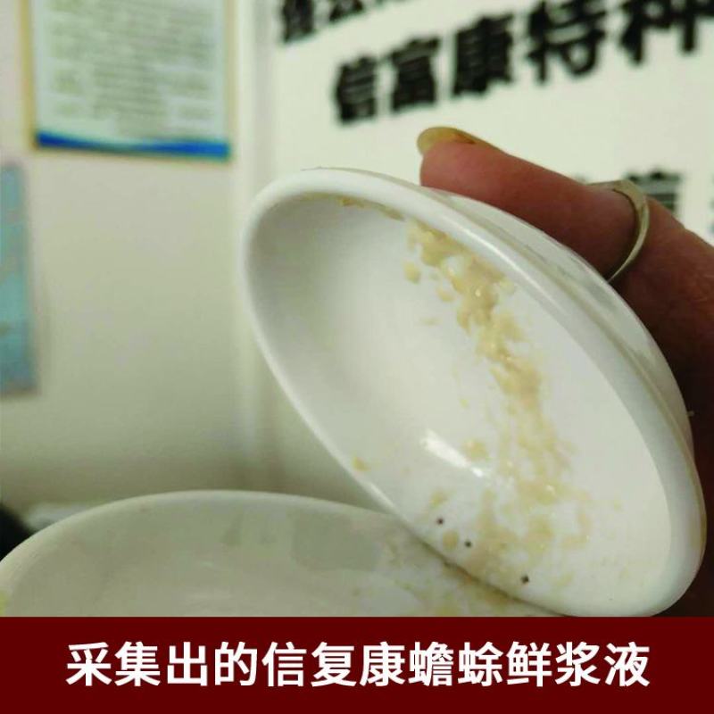 连云港市信富康蟾蜍养殖提取工具蟾酥夹癞蛤蟆浆液无伤采集器