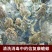 连云港市信富康蟾蜍养殖提取工具蟾酥夹癞蛤蟆浆液无伤采集器