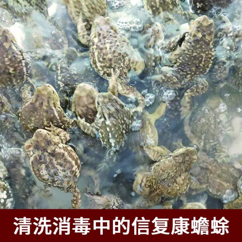 连云港市信富康蟾蜍养殖提取工具蟾酥夹癞蛤蟆浆液无伤采集器