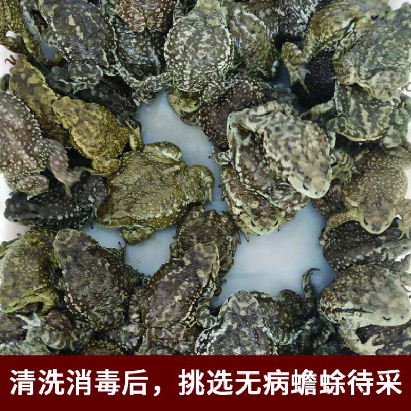 连云港市信富康蟾蜍养殖提取工具蟾酥夹癞蛤蟆浆液无伤采集器