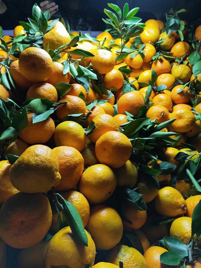 丑橘，耙耙柑，不知火，大量上市供应中，口感甜